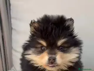 Raza Mixta perros Pomsky - Anuncio 1