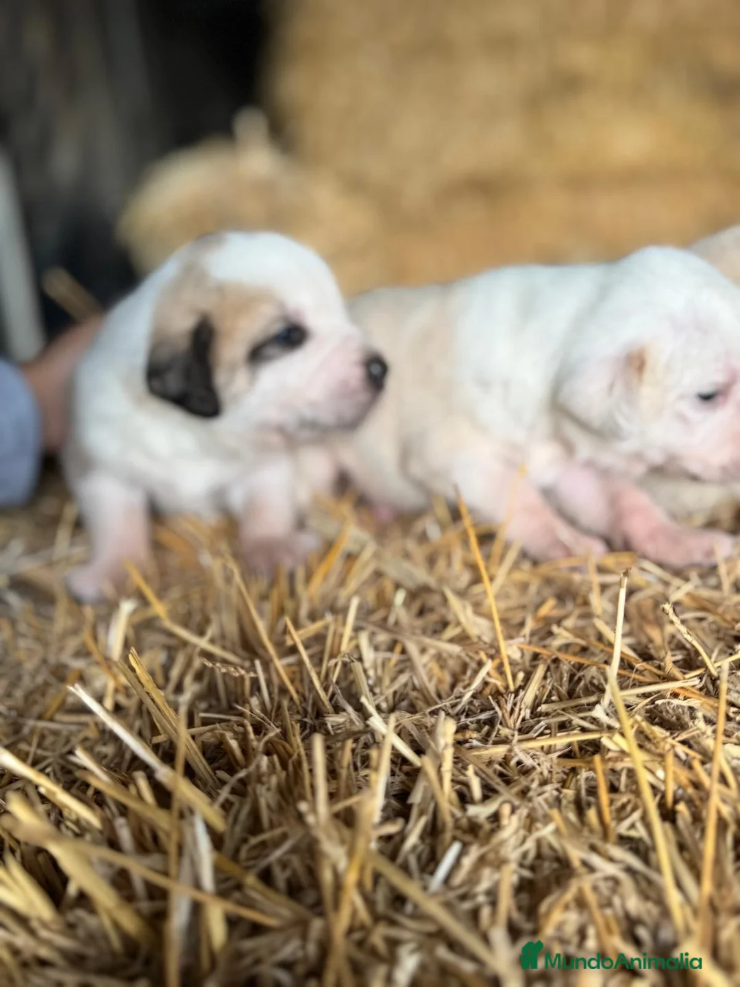 Mastín Español perros en venta: MASTIN ESPAÑOL - Anuncio 18