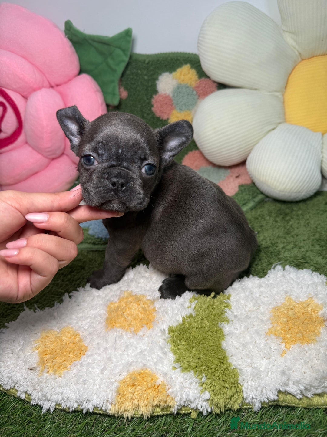 Bulldog Francés perros en venta: Bulldog Francés Blue Hembra - Anuncio 3