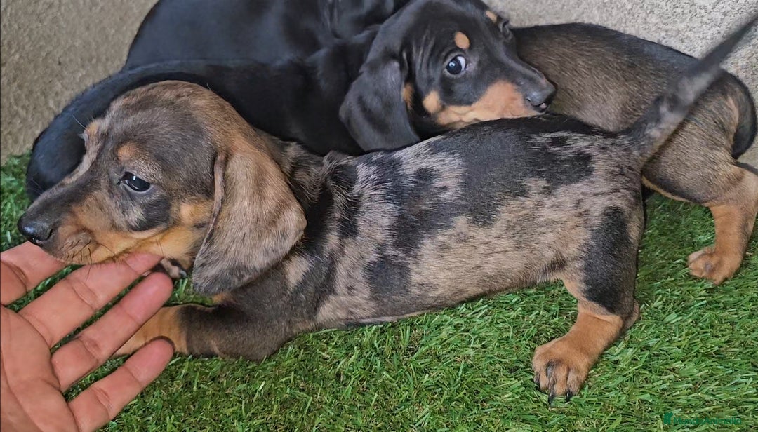 Teckel perros en venta: Teckel mini pelo corto en Cáceres - Imagen 1