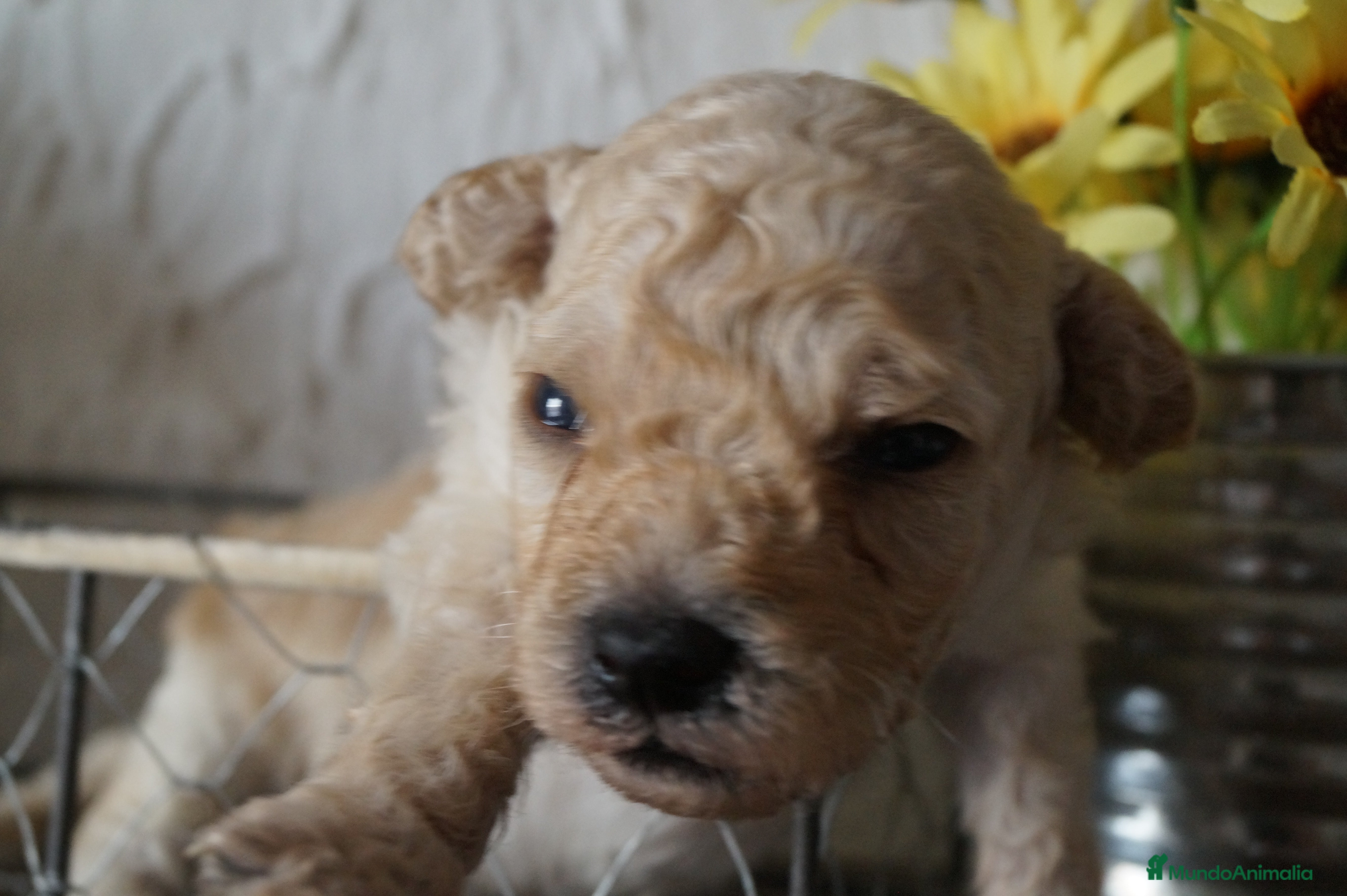 Maltipoo perros Camarada de Maltipoo - Anuncio 2