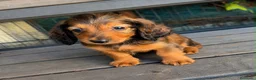 Teckel Miniatura perros en venta: Teckel miniatura pelo largo  - Anuncio 3