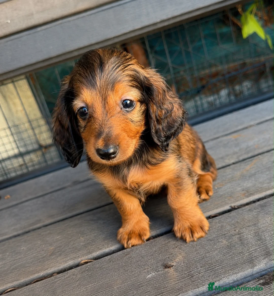 Teckel Miniatura perros en venta: Teckel miniatura pelo largo  - Anuncio 3