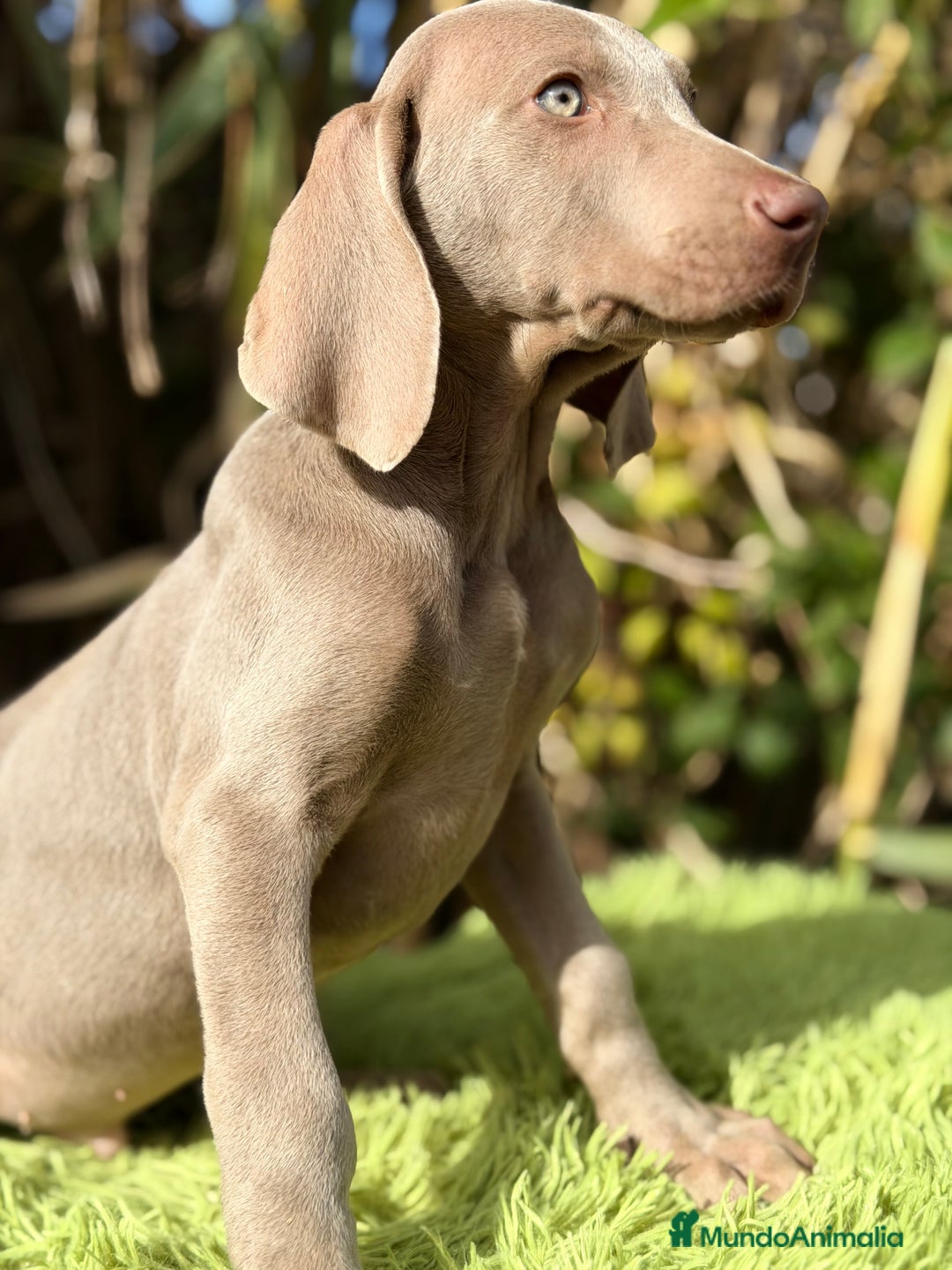 Weimaraner perros en venta: Braco de Weimar macho  - Anuncio 5