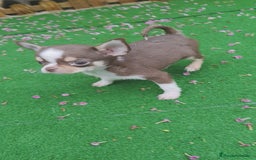Chihuahua perros en venta: Chihuahua chocolate toys - Imagen 1
