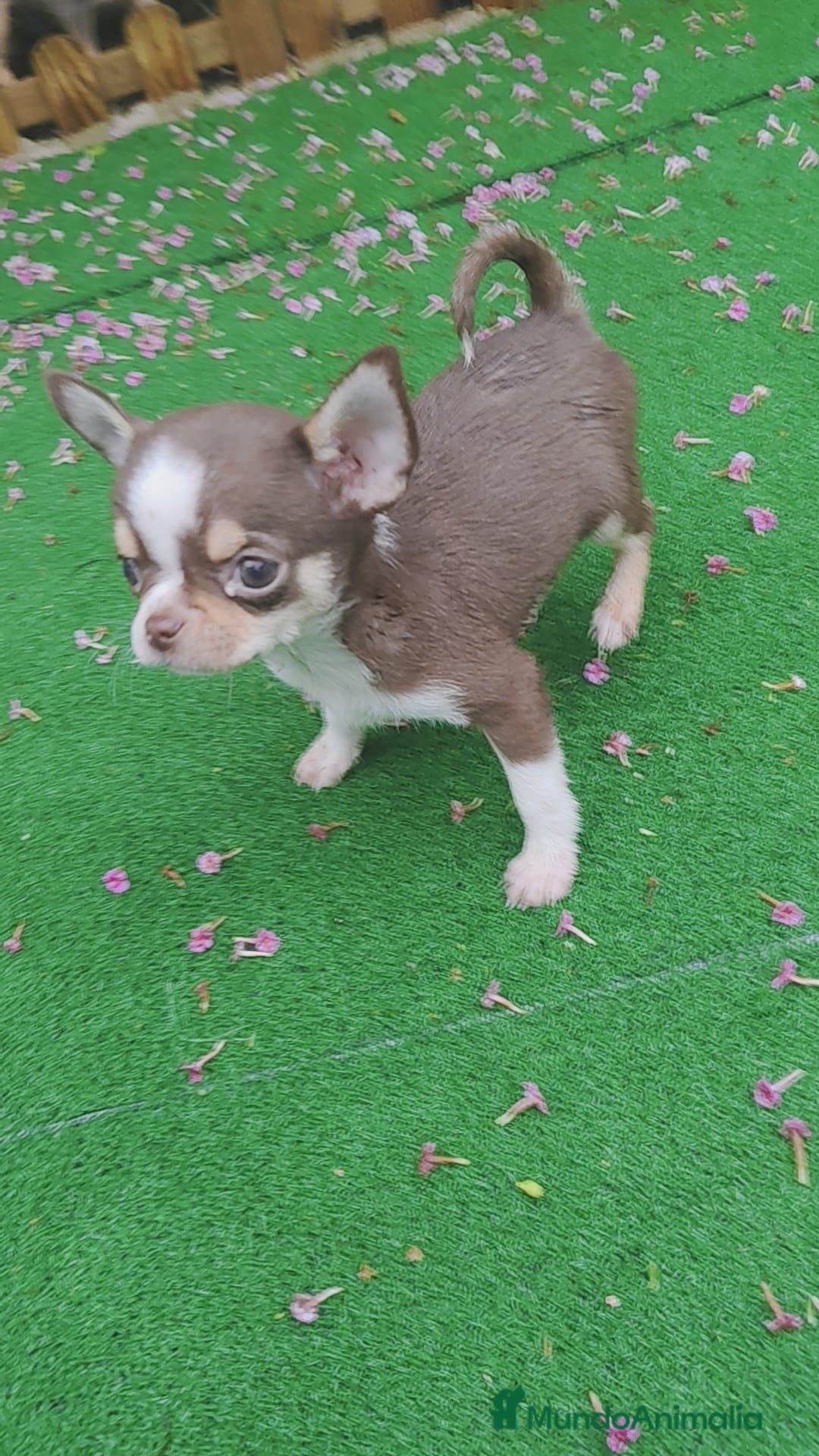 Chihuahua perros en venta: Chihuahua chocolate toys - Imagen 1