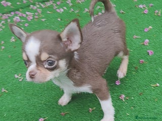 Chihuahua perros - Anuncio 33