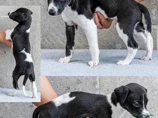 Schipperke perros whippet listos para entregar - Anuncio 23