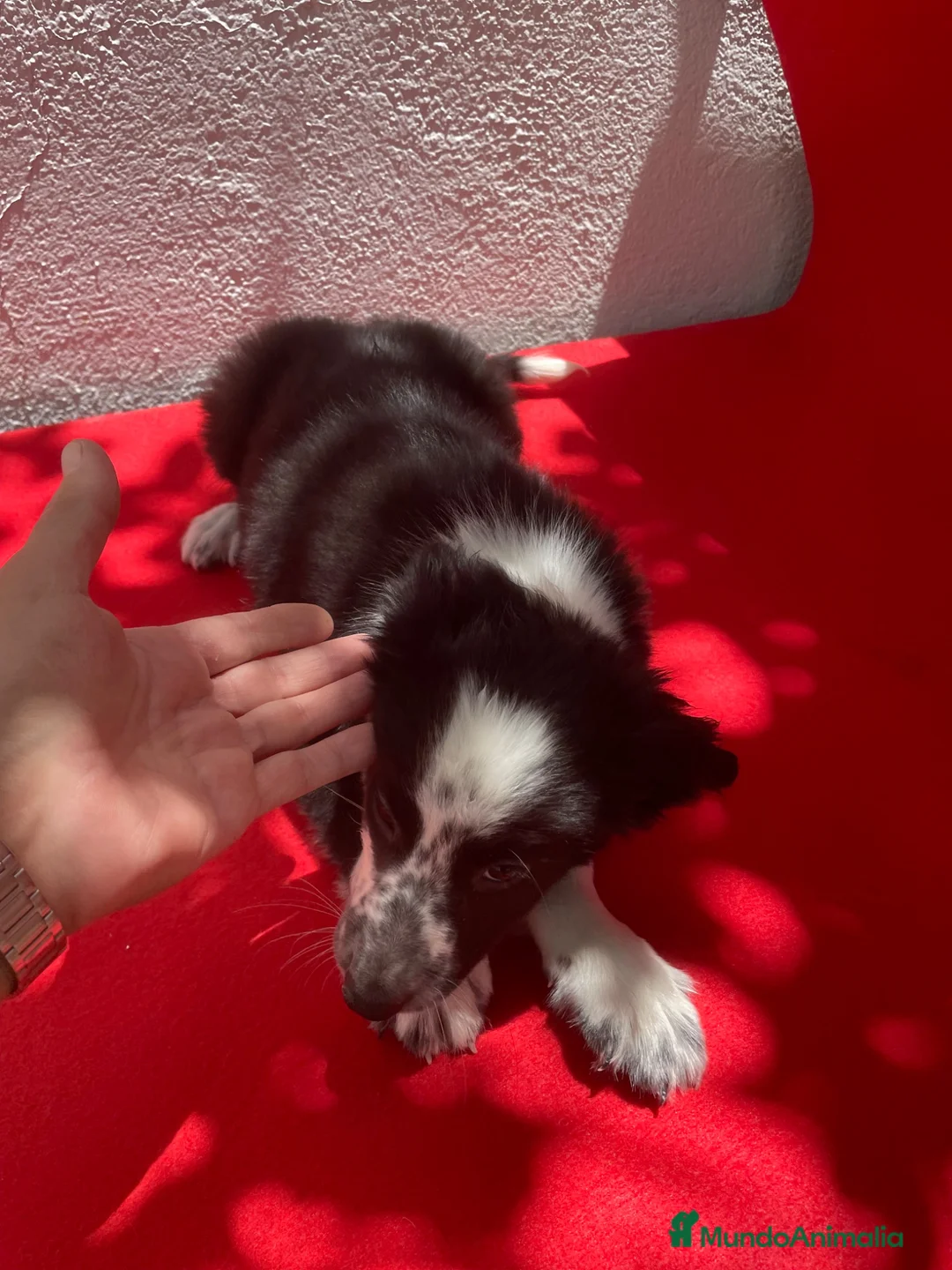 Border Collie perros en venta: Excelentes cachorros Border collie  - Anuncio 2