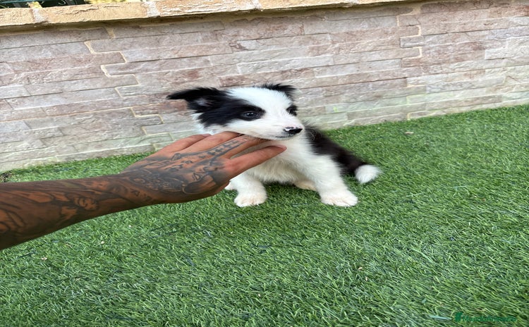 Border Collie perros - Anuncio 4