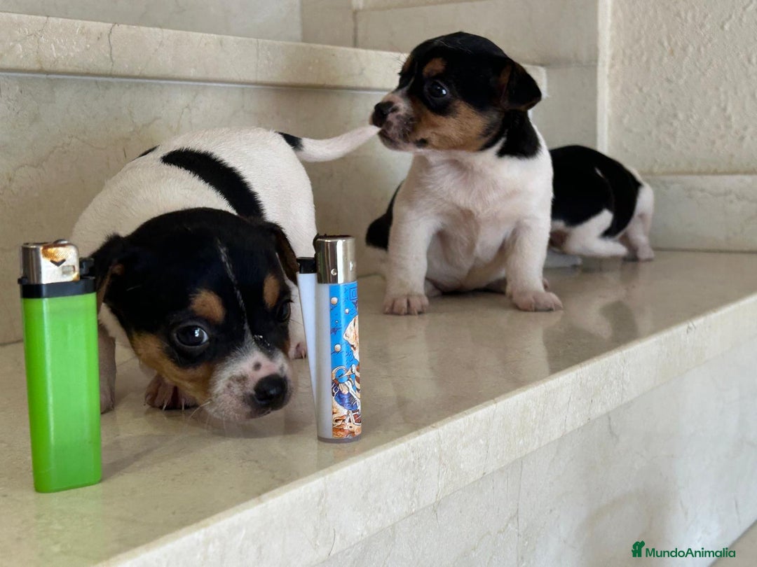 Jack Russell Terrier perros en venta: Jack Russell Terrier  - Anuncio 3