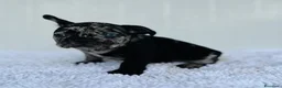 Bulldog Francés perros en venta: Bulldog frances Exotic - Anuncio 14