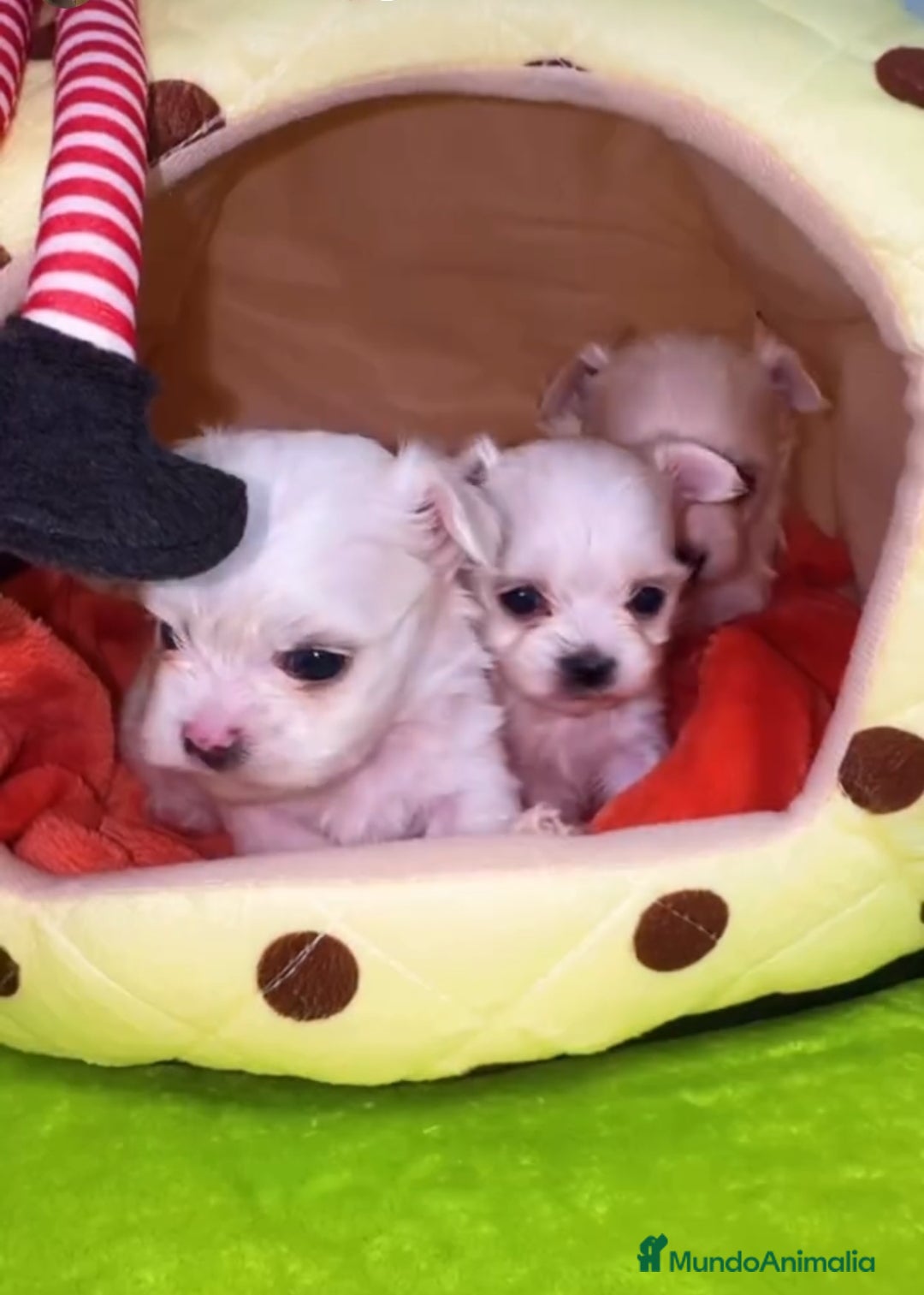 Bichón Maltés perros en venta: Bichón maltés toys linea coreana  - Anuncio 2