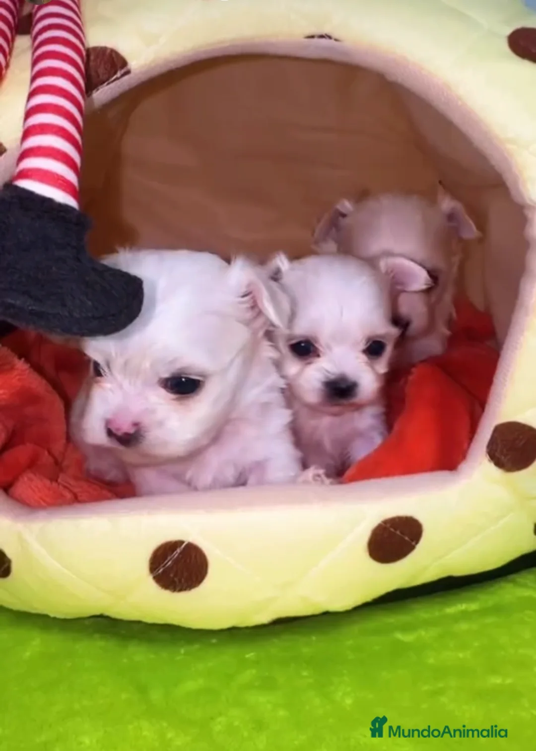 Bichón Maltés perros en venta: Bichón maltés toys linea coreana  - Anuncio 2