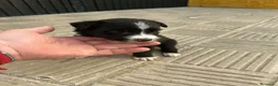 Border Collie perros en venta: Bordell collin Espectaculares Cálidad Maxima - Anuncio 14