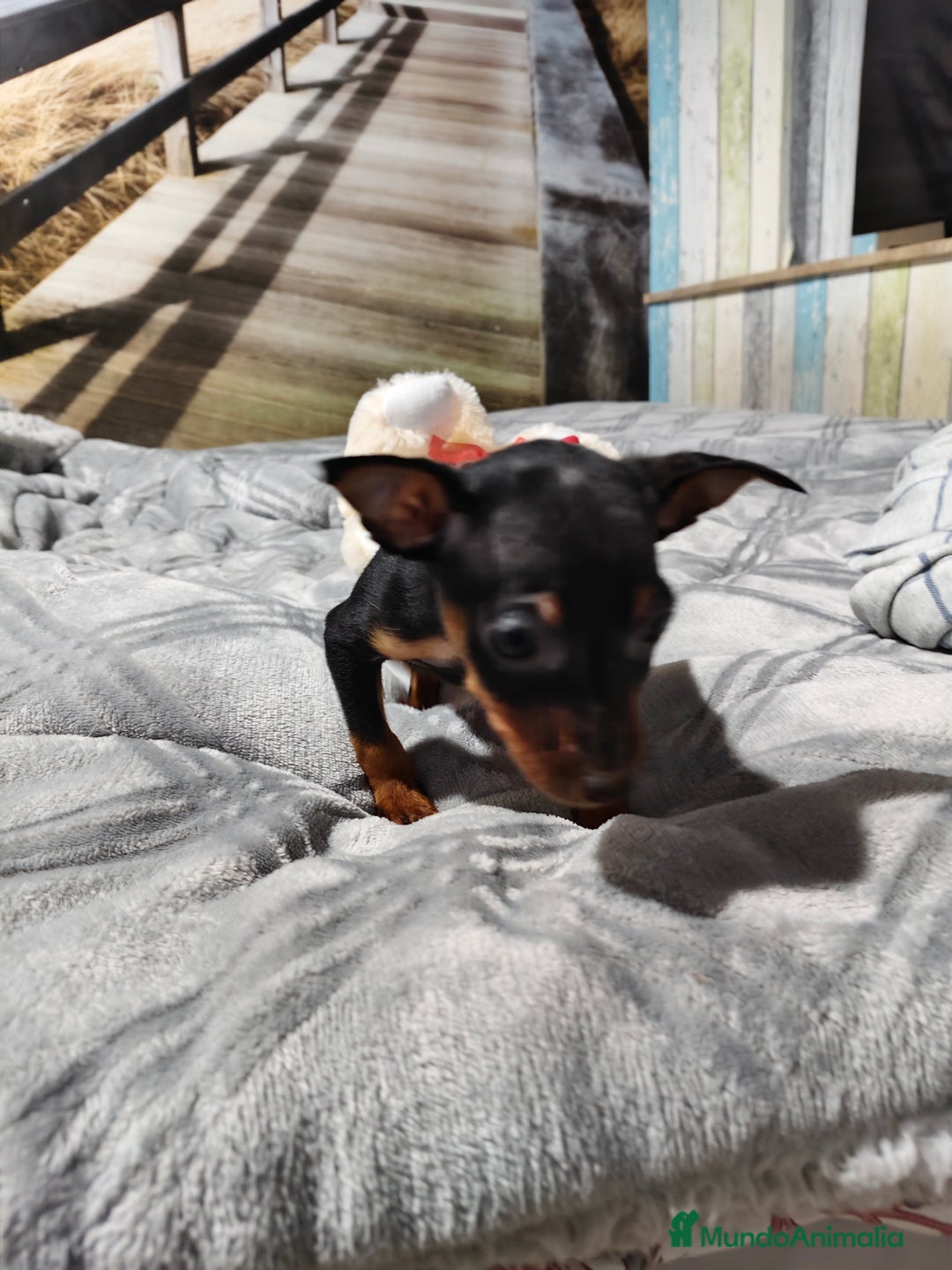 Pinscher Miniatura perros en venta: Mini pinscher macho  - Anuncio 4