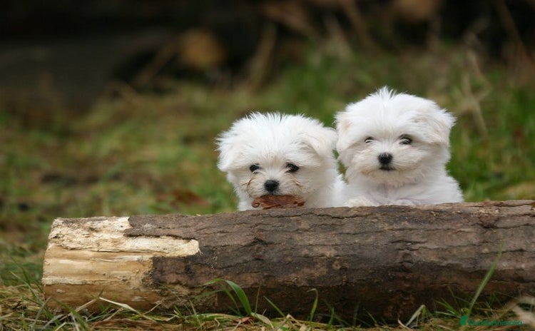 Bichón Maltés perros - Anuncio 16