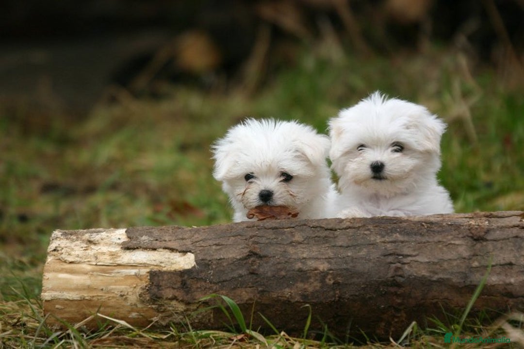 Bichón Maltés perros en venta: Bichón maltés Toy línea americana  - Imagen 1