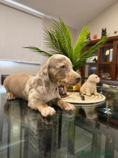 Teckel Miniatura perros ESPECTACULAR CAMADA DE TECKEL - Anuncio 1
