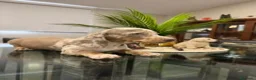 Teckel Miniatura perros en venta: ESPECTACULAR CAMADA DE TECKEL - Anuncio 1
