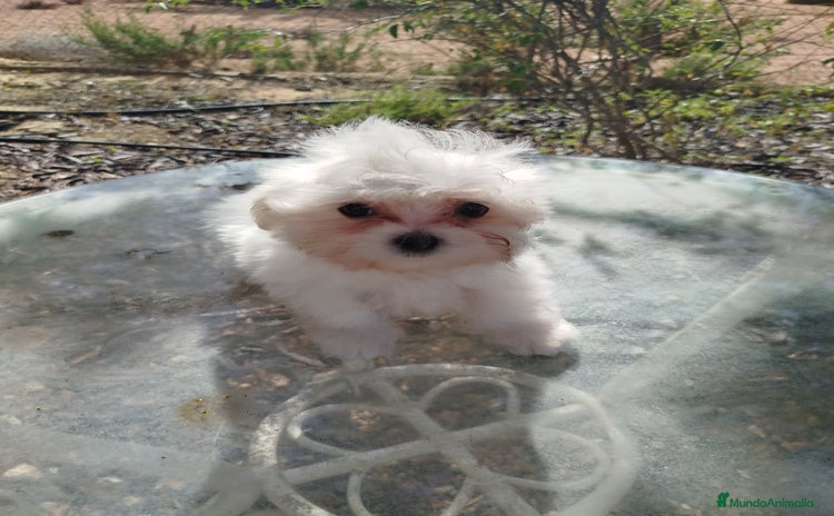 Bichón Maltés perros - Anuncio 12