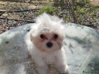 Bichón Maltés perros - Anuncio 15