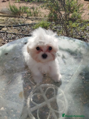 Bichón Maltés perros - Anuncio 17