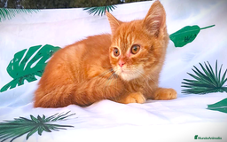 Británico de Pelo Corto gatos en venta: Gatito british shorthair color red tabby. - Imagen 1