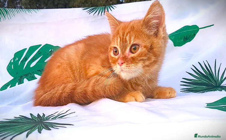 Británico de Pelo Corto gatos - Anuncio 3