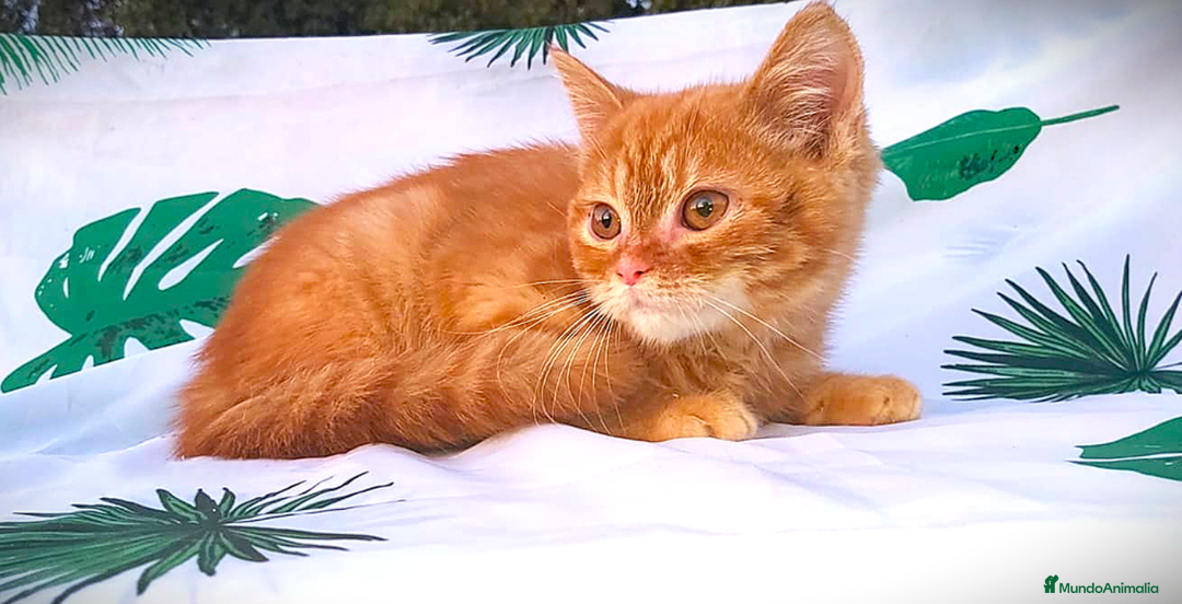 Británico de Pelo Corto gatos en venta: Gatito british shorthair color red tabby. - Imagen 1