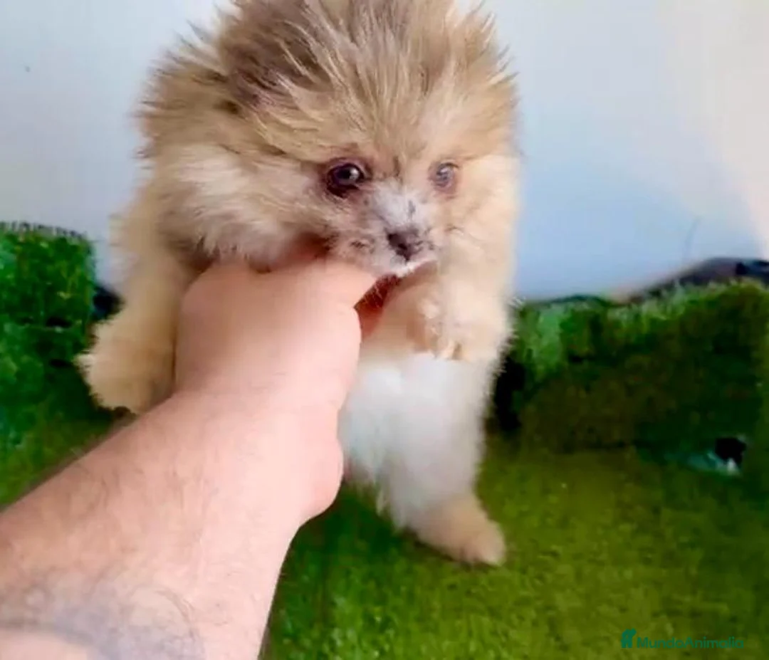 Pomerania perros en venta: Pomerañia toy - Anuncio 2