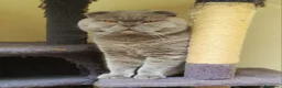 Británico de Pelo Corto Azul gatos en venta: Cachorros british shorthair lilac y blue en Valencia - Anuncio 5