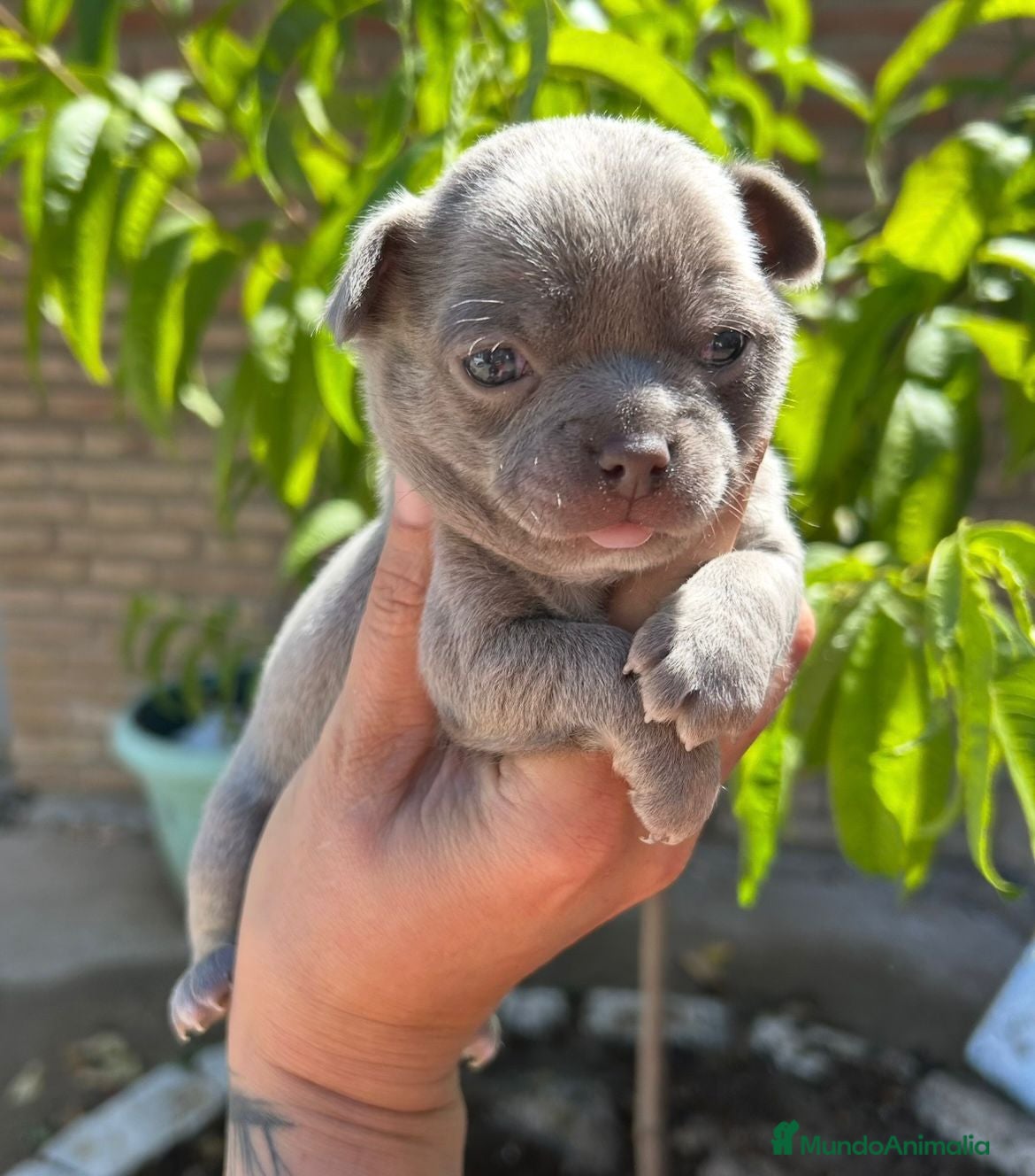 Chihuahua perros Chihuahuas machitos💙🐾🐾 - Anuncio 22