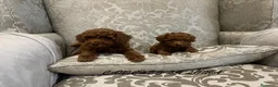 Caniche Toy perros en venta: caniche toy en Madrid - Anuncio 2