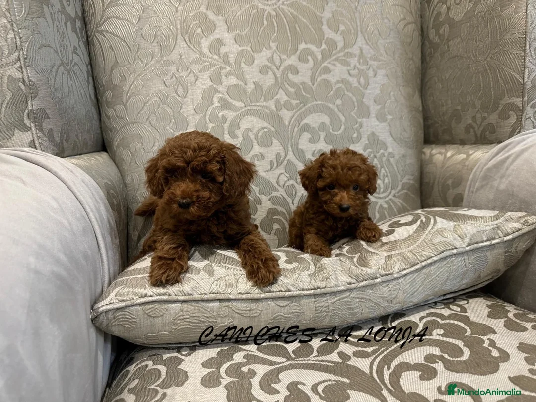 Caniche Toy perros en venta: caniche toy en Madrid - Anuncio 2