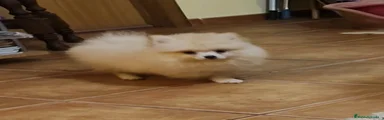 Pomerania Cachorro 1