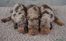 Teckel Miniatura perros en venta: 🐾 Kodat, Byron y Curry – Teckel miniatura 🐾 - Imagen 3
