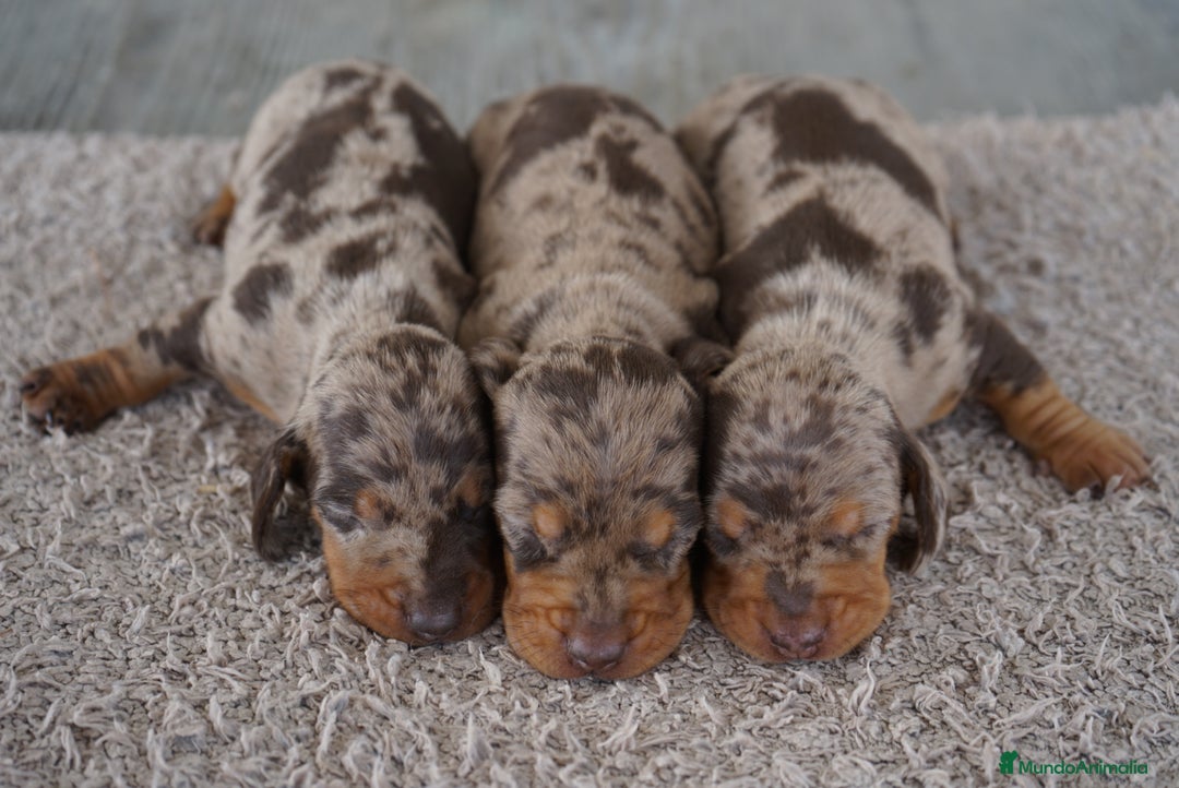 Teckel Miniatura perros en venta: 🐾 Kodat, Byron y Curry – Teckel miniatura 🐾 - Imagen 3