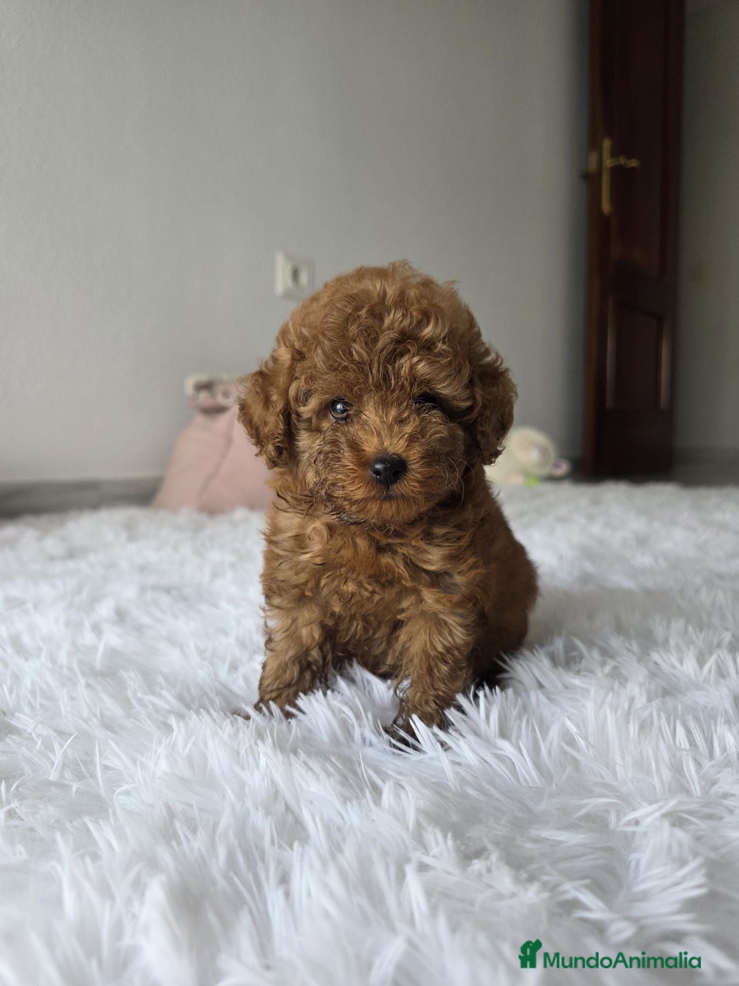 Caniche Toy perros CANICHE TOY  - Anuncio 2
