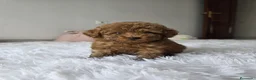Caniche Toy perros en venta: CANICHE TOY  - Anuncio 1