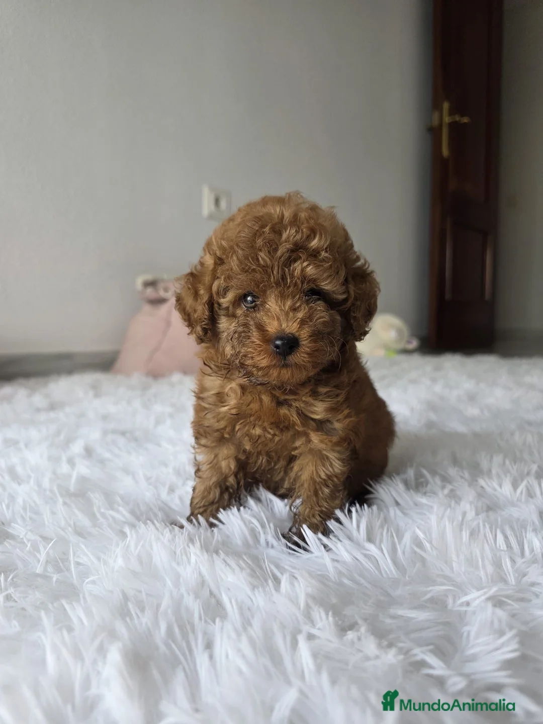 Caniche Toy perros en venta: CANICHE TOY  - Anuncio 1