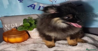 Pomchi perros - Anuncio 2