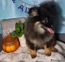 Pomchi perros Último macho de pomerania - Anuncio 10