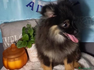 Pomchi perros - Anuncio 32