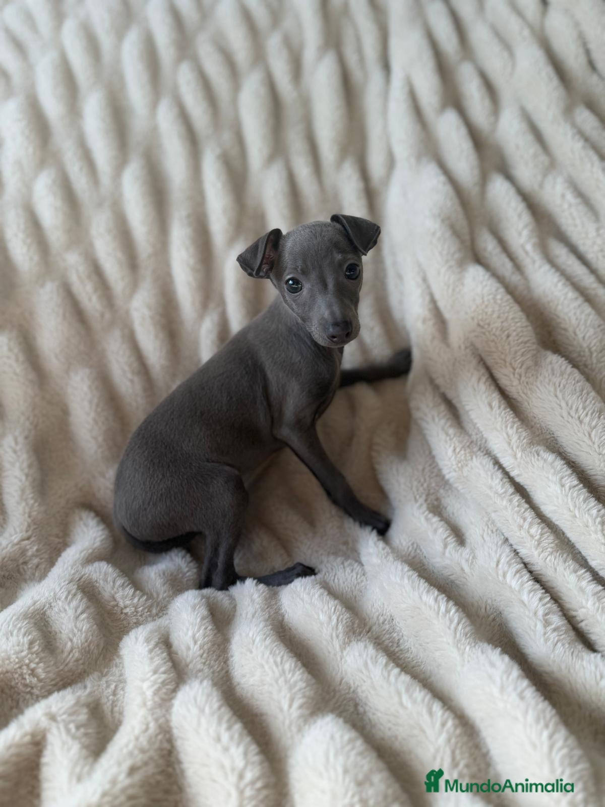 Pequeño Lebrel Italiano perros Pequeño Lebrel Italiano hembra disponible  - Anuncio 4