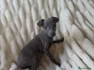 Pequeño Lebrel Italiano perros Pequeño Lebrel Italiano hembra disponible - Anuncio 4