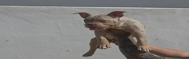 American Bully 2
