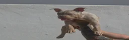American Bully perros en venta: American bully pocket  - Anuncio 3