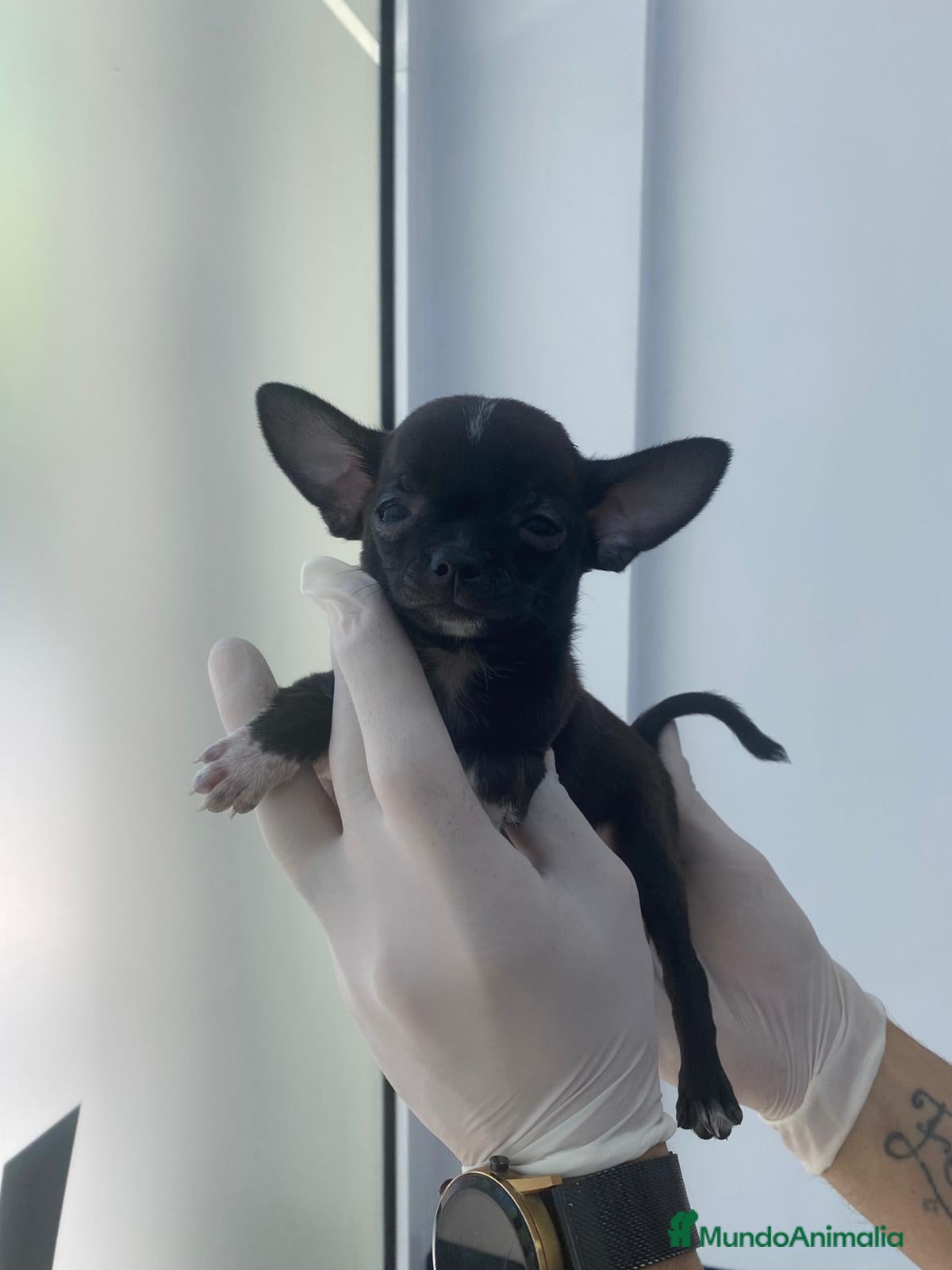 Chihuahua perros Chihuahua mini  en Alicante - Anuncio 1