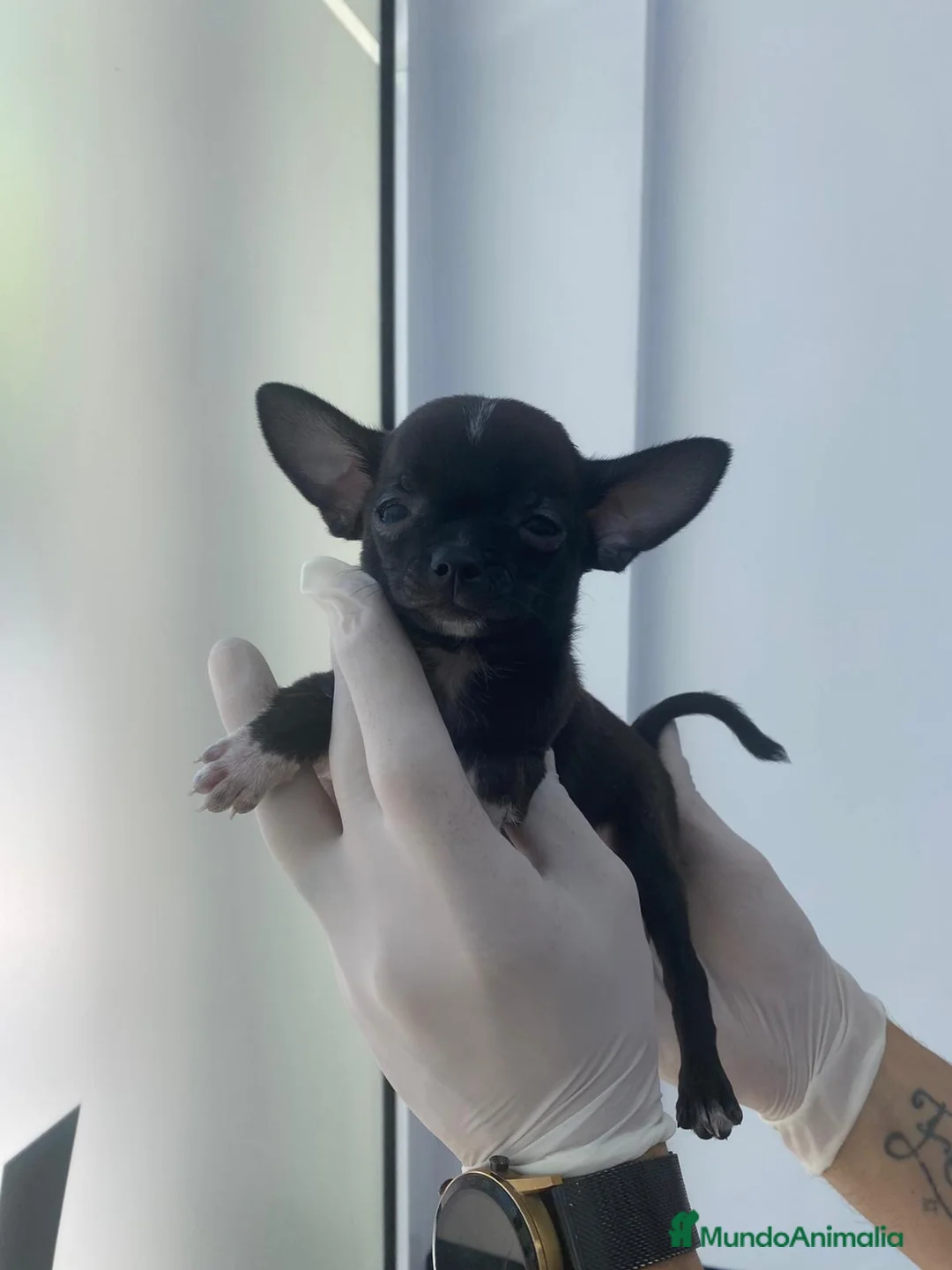 Chihuahua perros en venta: Chihuahua mini  en Alicante - Anuncio 1